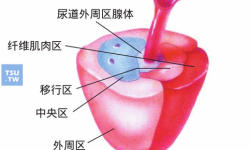 酸雌二醇片说明书网 - 为你提供酸雌性二醇片、酸雌二醇片是避孕药吗